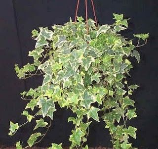 5 Mudas Herinha Estrela Variegata Trepadeira no Saquinho - Imagem 6