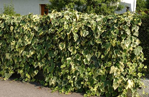Hera Batata Variegata - Hera Trepadeira no Saquinho - Imagem 5