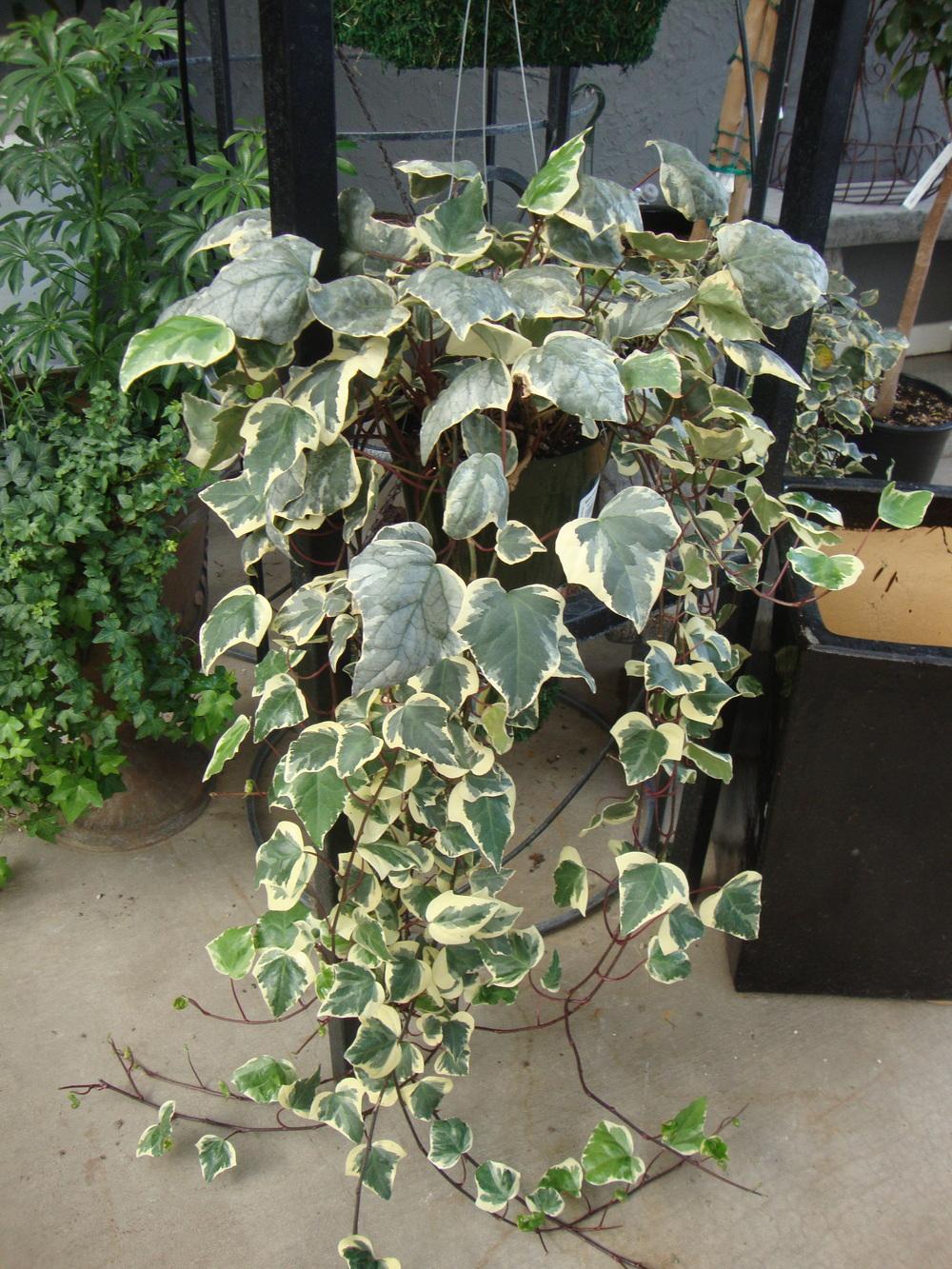 Hera Batata Variegata - Hera Trepadeira no Saquinho - Imagem 6
