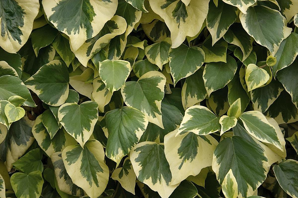 Hera Batata Variegata - Hera Trepadeira no Saquinho - Imagem 7