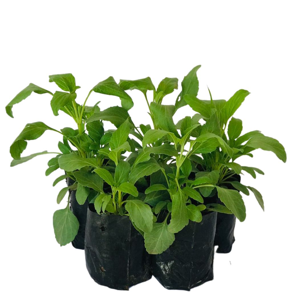 Sálvia-azul (Salvia farinacea) - No Saquinho - Imagem 3