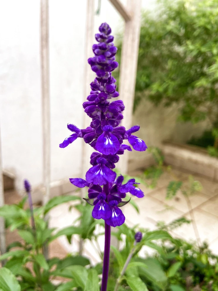 Sálvia-azul (Salvia farinacea) - No Saquinho - Imagem 4