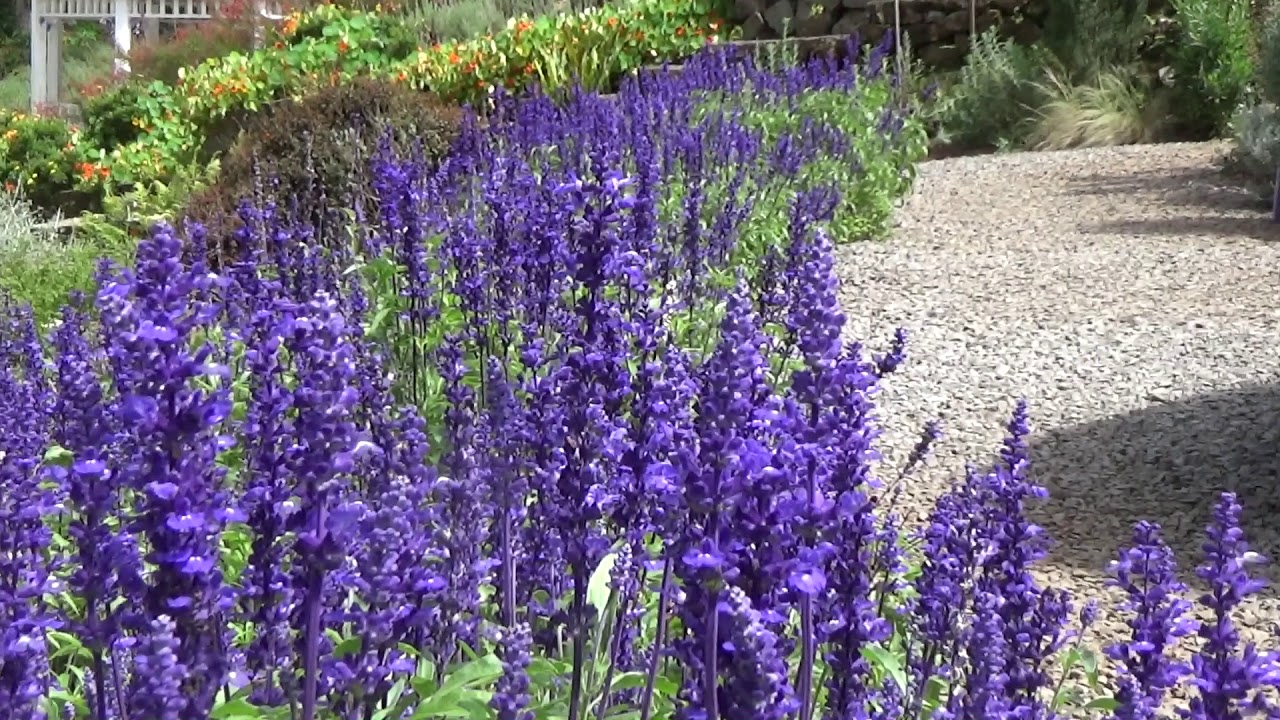 Sálvia-azul (Salvia farinacea) - No Saquinho - Imagem 7