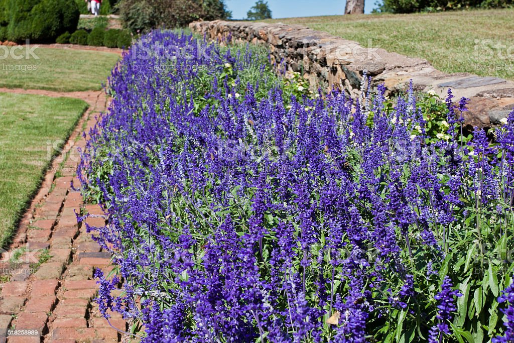 Sálvia-azul (Salvia farinacea) - No Saquinho - Imagem 5