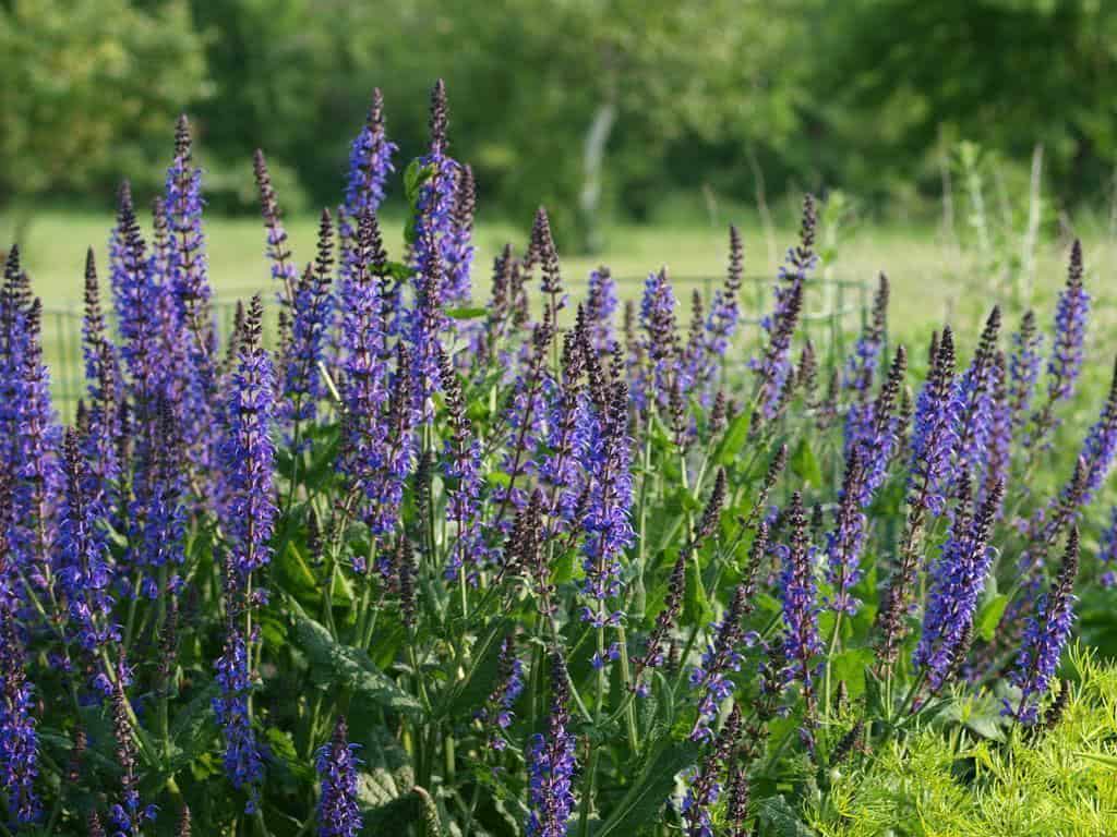 Sálvia-azul (Salvia farinacea) - No Saquinho