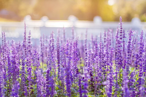 Sálvia-azul (Salvia farinacea) - No Saquinho - Imagem 6