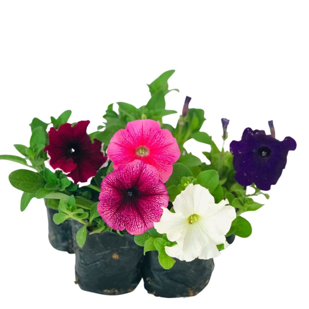 5 Mudas Flor Petunia Grandiflora Sortida no Saquinho