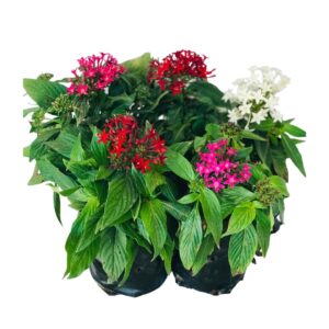 5 Mudas Estrela do Egito – Pentas lanceolata no Saquinho