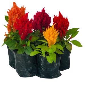 5 Mudas Flor Crista-de-galo – Celosia cristata no Saquinho