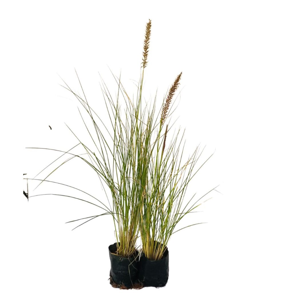 5 Mudas Capim do Texas – Pennisetum setaceum no Saquinho