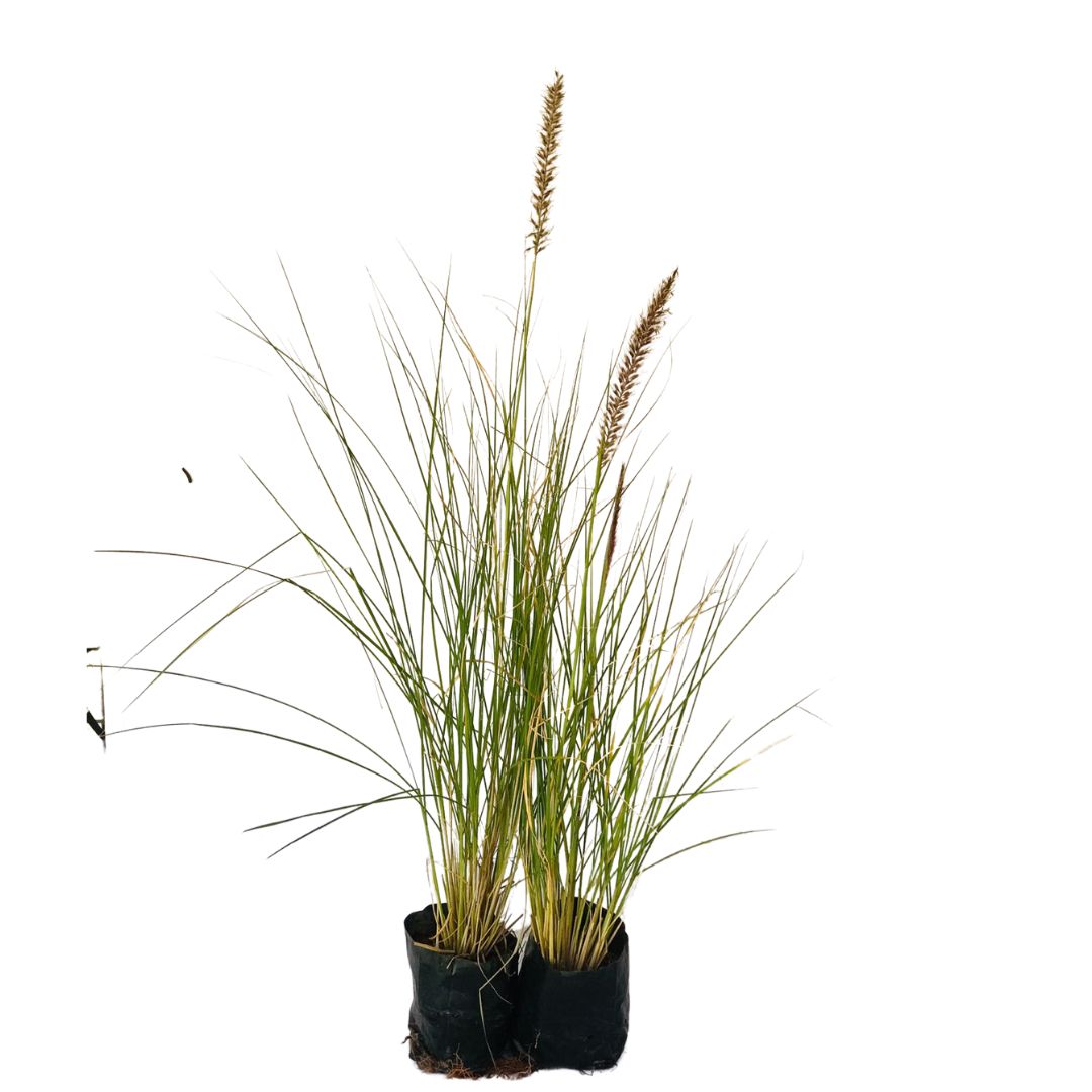 5 Mudas Capim do Texas – Pennisetum setaceum no Saquinho