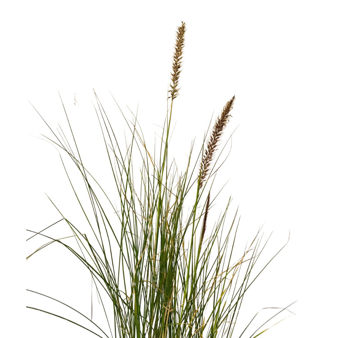 10 Mudas Capim do Texas – Pennisetum setaceum no Saquinho - Imagem 4