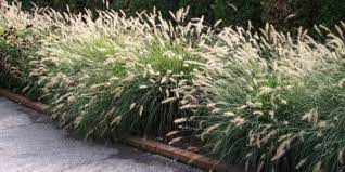 5 Mudas Capim do Texas – Pennisetum setaceum no Saquinho - Imagem 3