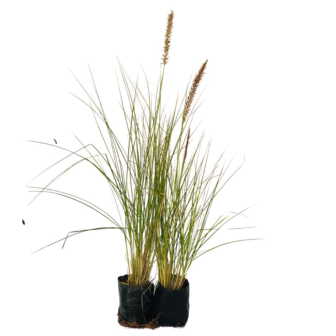 5 Mudas Capim do Texas – Pennisetum setaceum no Saquinho - Imagem 4