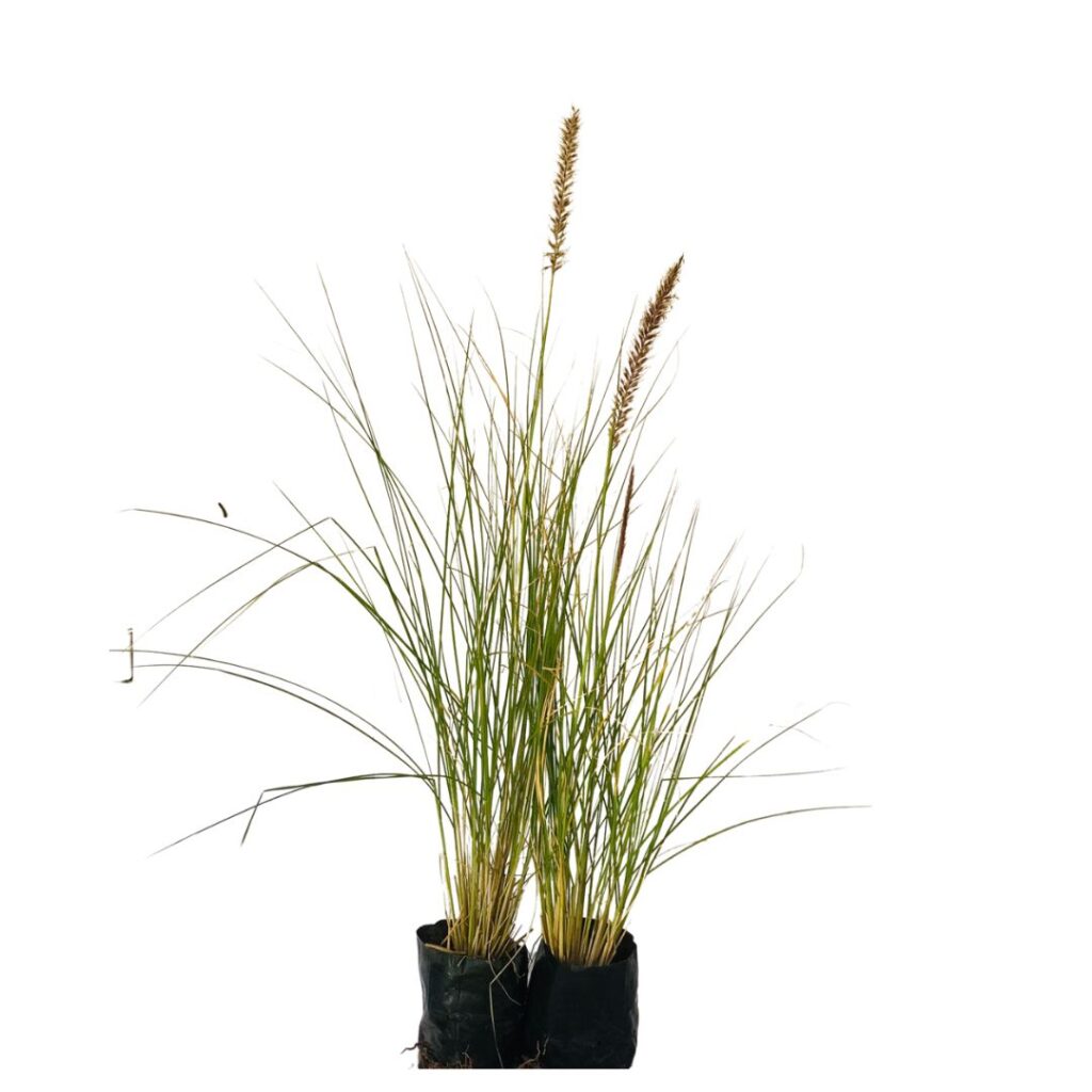 10 Mudas Capim do Texas – Pennisetum setaceum no Saquinho