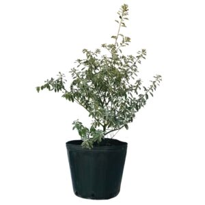 Chuva de Prata - Leucofilo (Leucophyllum frutescens) 60cm