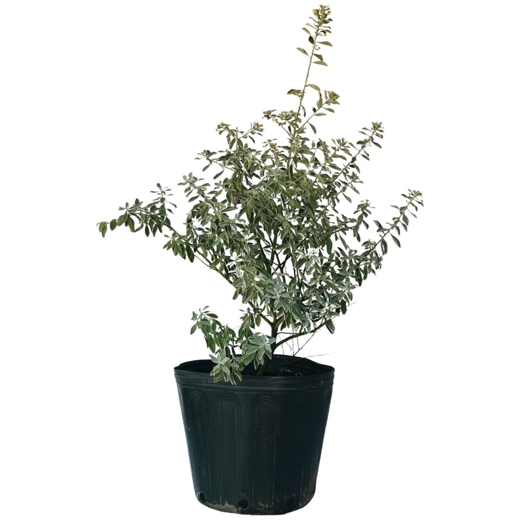 Chuva de Prata - Leucofilo (Leucophyllum frutescens) 60cm - Imagem 2