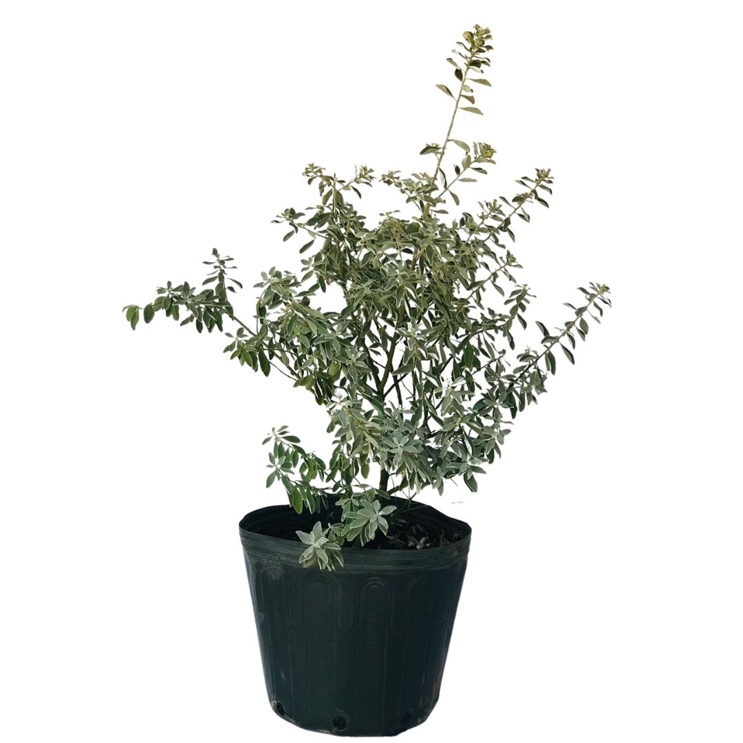 Chuva de Prata - Leucofilo (Leucophyllum frutescens) 60cm - Imagem 3