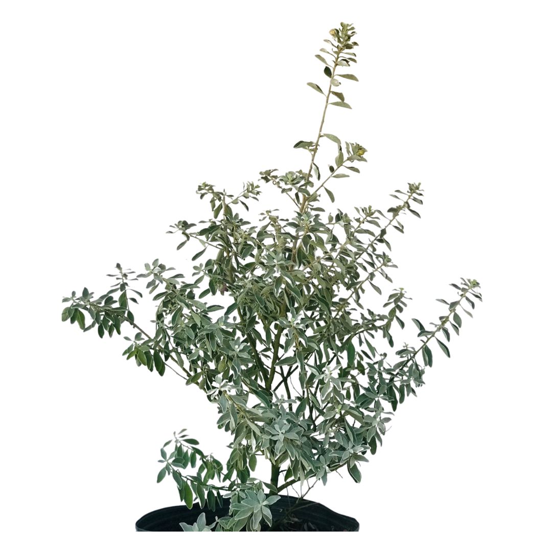 Chuva de Prata - Leucofilo (Leucophyllum frutescens) 60cm - Imagem 4