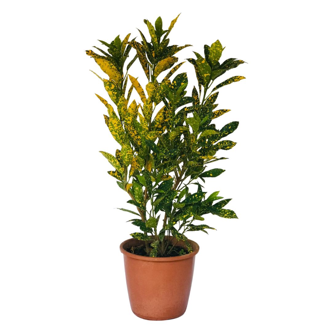 Cróton Amarelo - Codiaeum variegatum