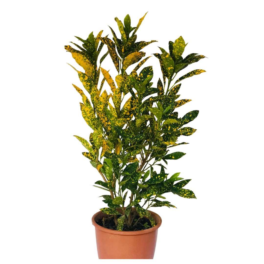 Cróton Amarelo - Codiaeum variegatum — foto 2