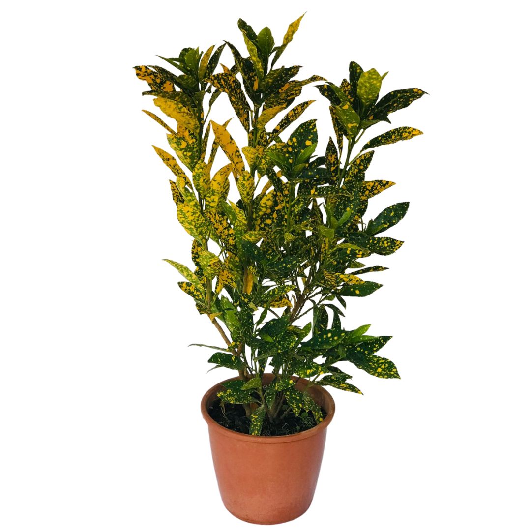 Cróton Amarelo - Codiaeum variegatum — foto 3