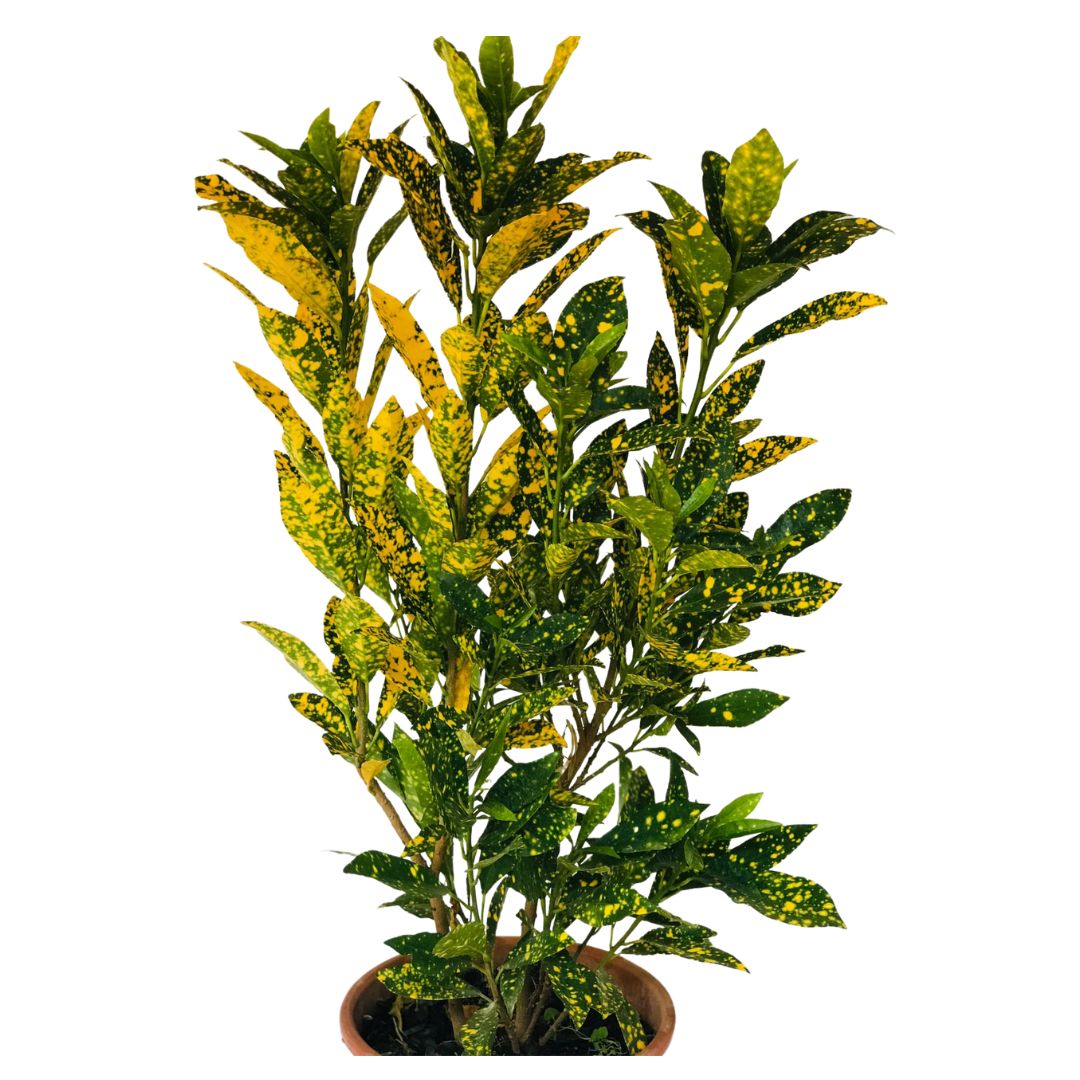 Cróton Amarelo - Codiaeum variegatum — foto 4