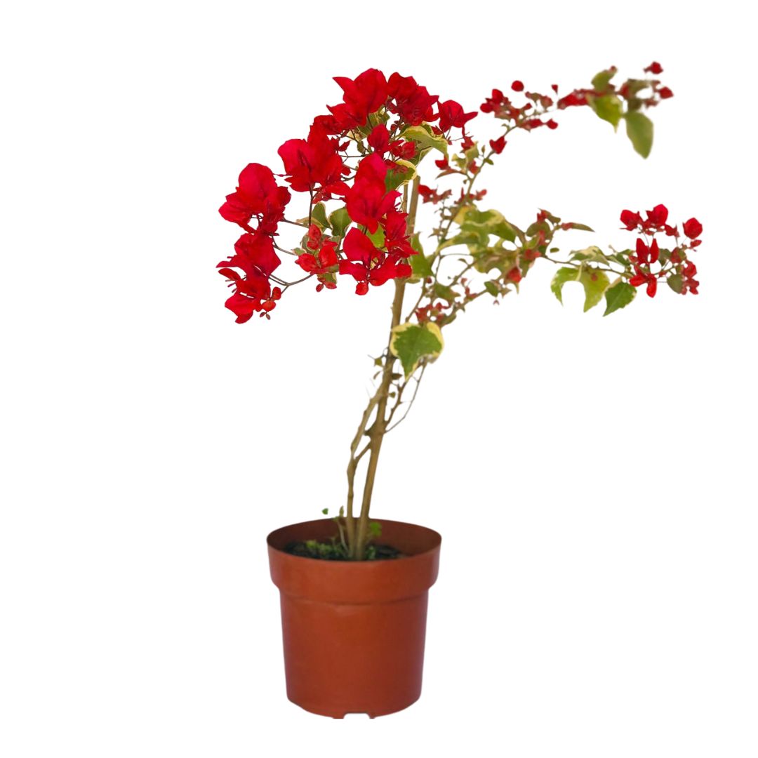Primavera Bougainville de Flores Vermelhas Pote 15 - Imagem 2