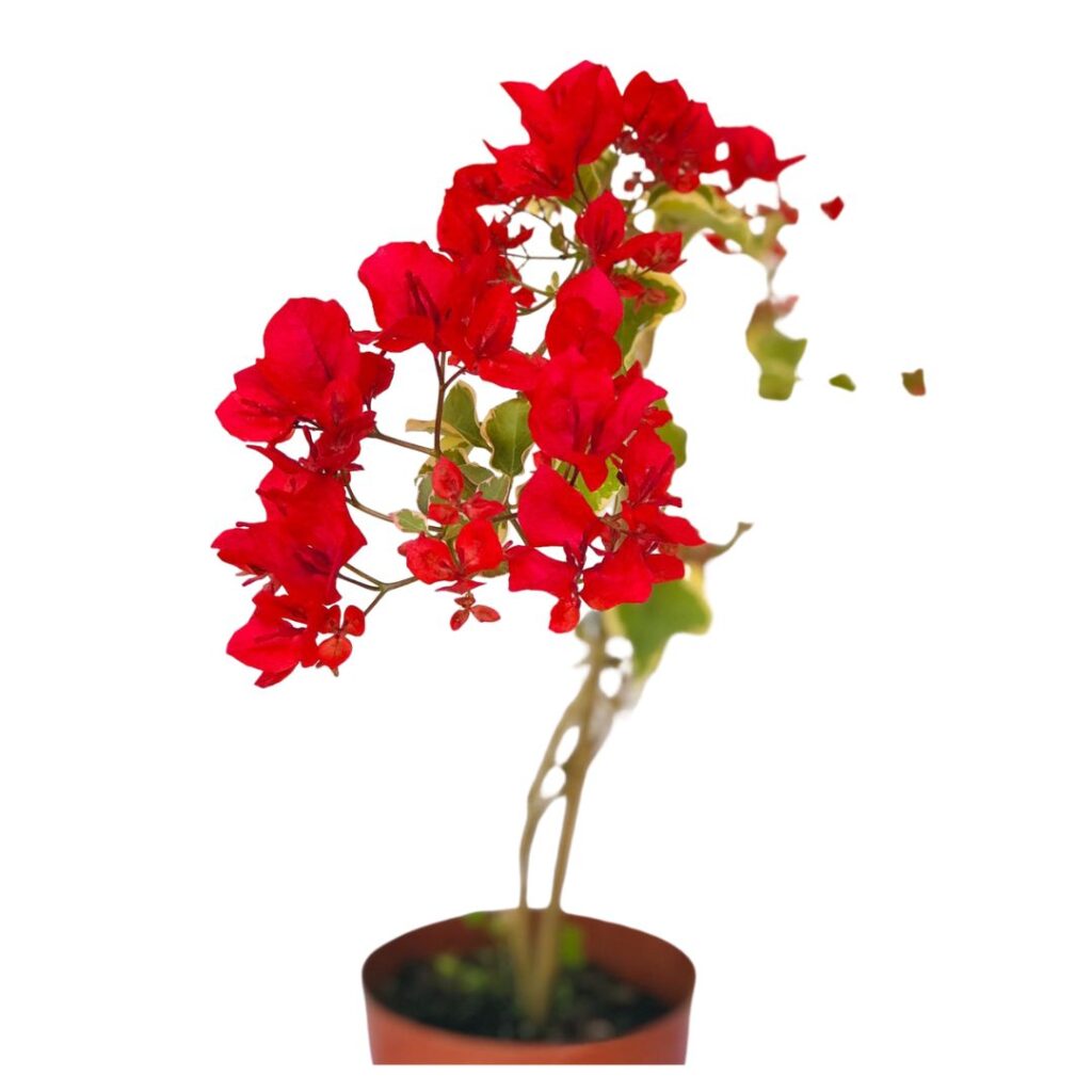 Primavera Bougainville de Flores Vermelhas Pote 15