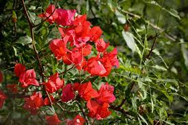 Primavera Bougainville de Flores Vermelhas Pote 15 - Imagem 4