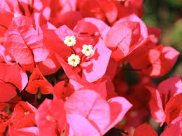 Primavera Bougainville de Flores Vermelhas Pote 15 - Imagem 5