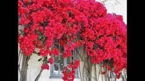 Primavera Bougainville de Flores Vermelhas Pote 15 - Imagem 6