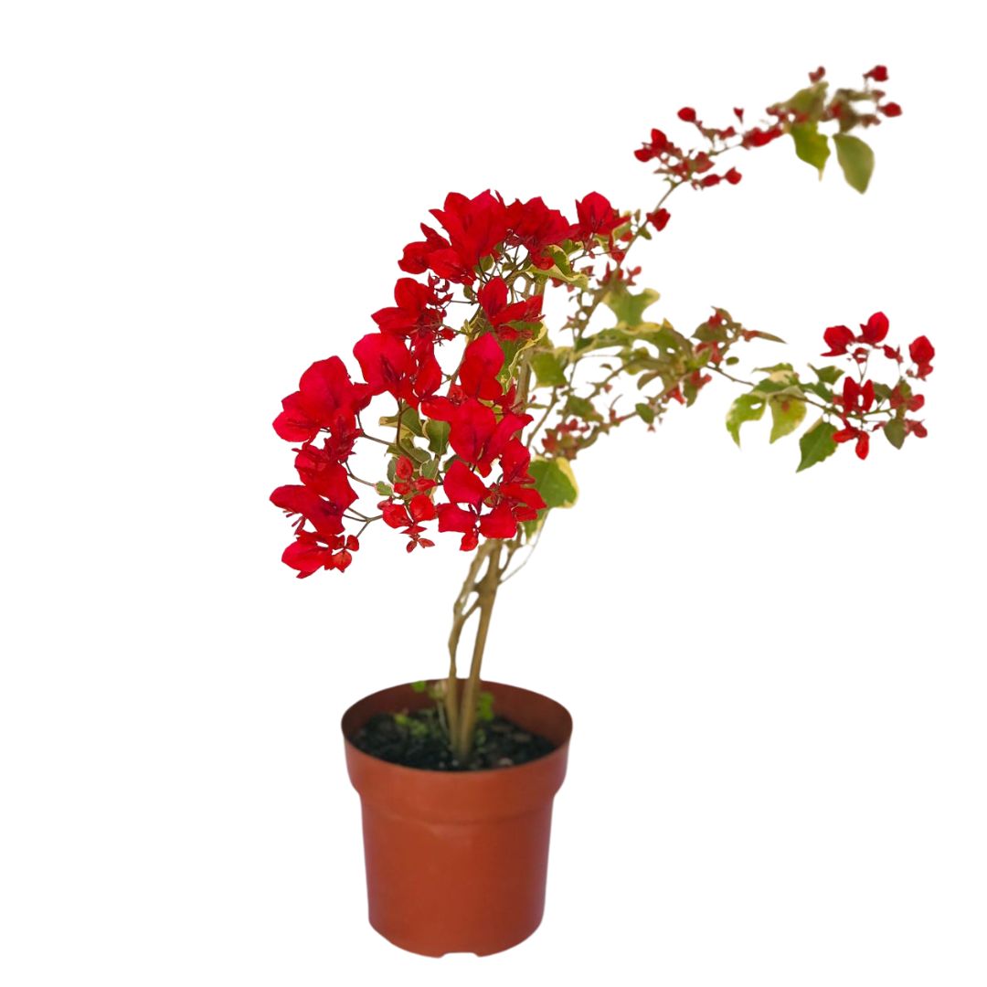 Primavera Bougainville de Flores Vermelhas Pote 15 - Imagem 3