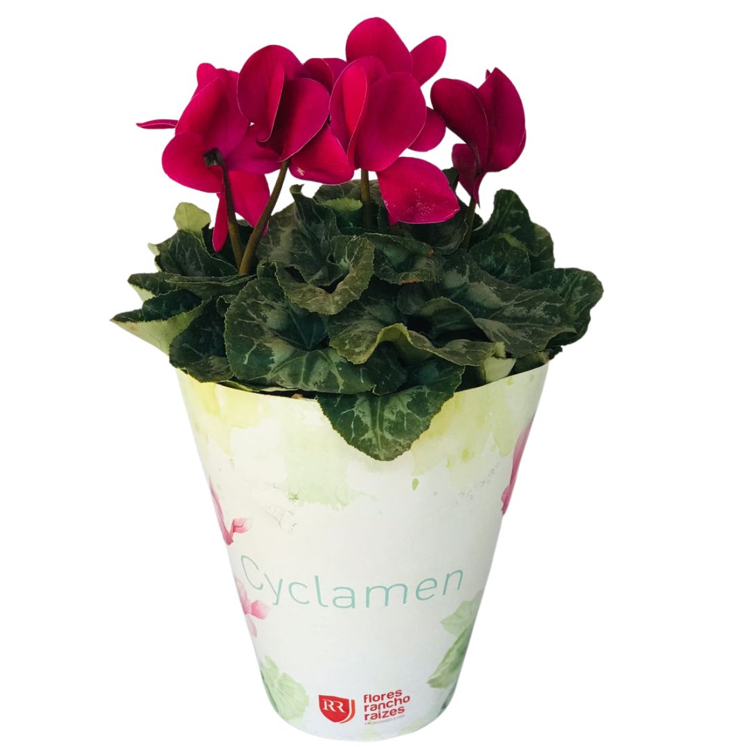 Cyclame Ciclame-da-Pérsia Cyclamen Persicum Pote 14 - Imagem 2