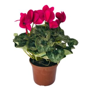 Cyclame Ciclame-da-Pérsia Cyclamen Persicum Pote 14