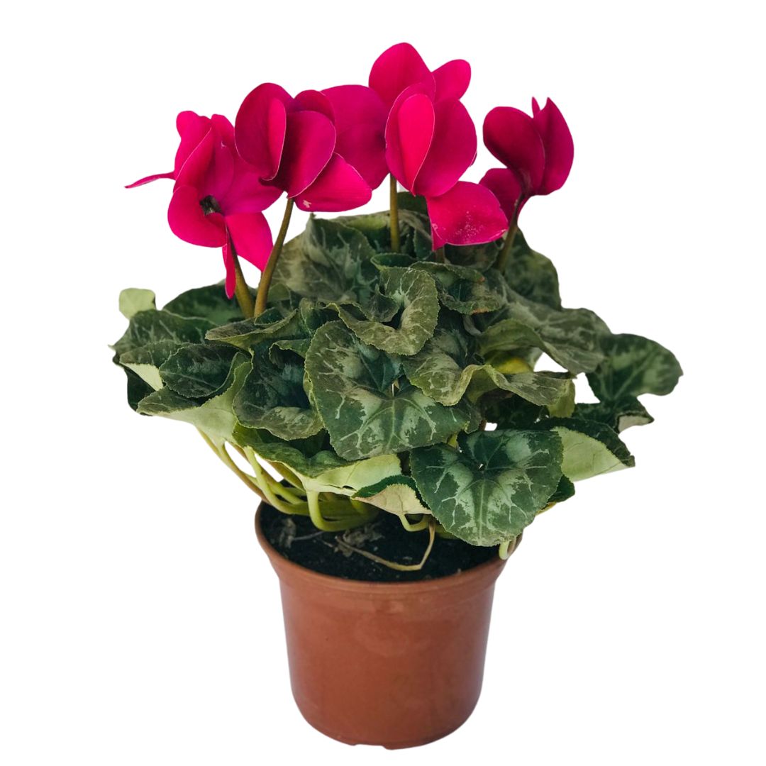 Cyclame Ciclame-da-Pérsia Cyclamen Persicum Pote 14