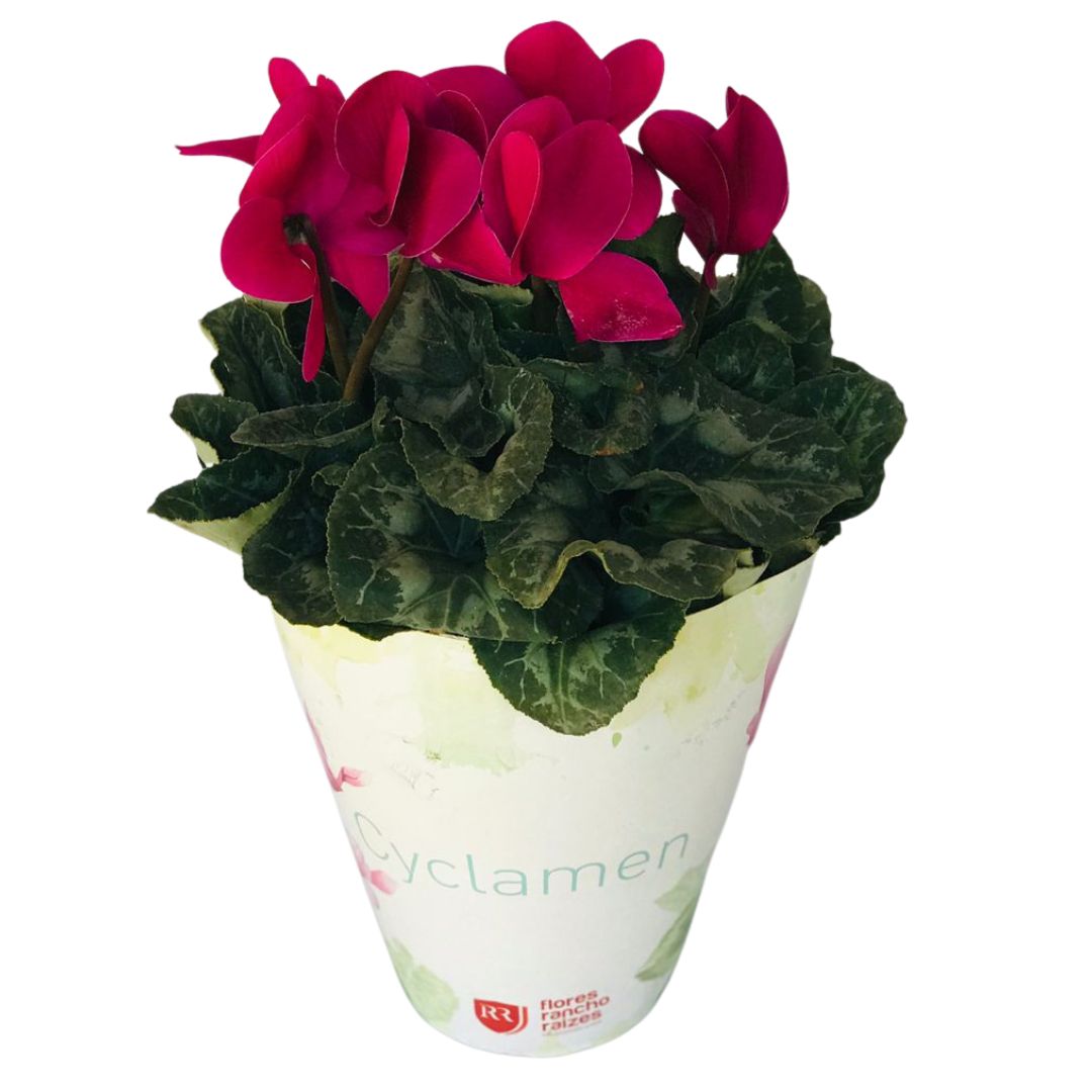 Cyclame Ciclame-da-Pérsia Cyclamen Persicum Pote 14 - Imagem 3