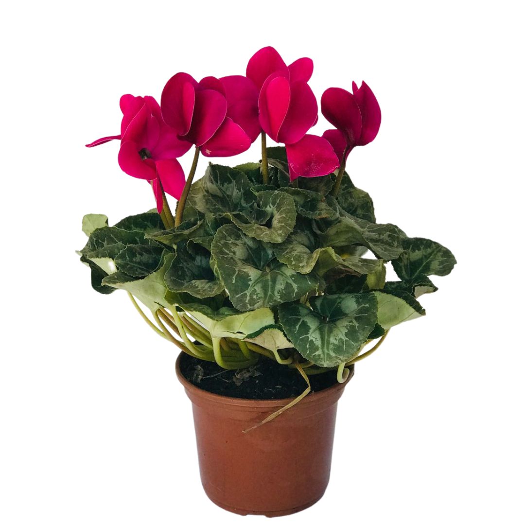 Cyclame Ciclame-da-Pérsia Cyclamen Persicum Pote 14 - Imagem 4