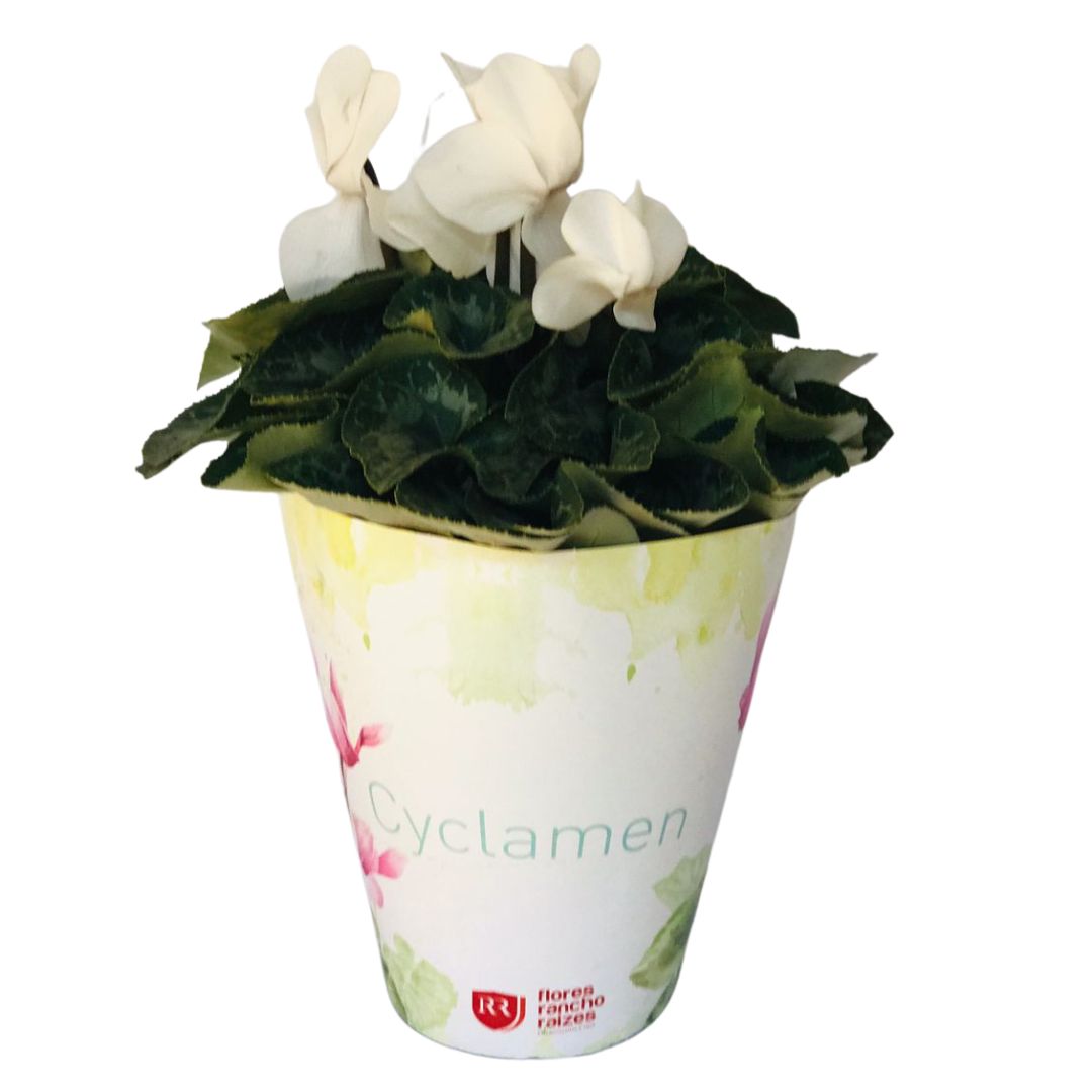 Cyclame Ciclame-da-Pérsia Cyclamen Persicum Pote 14 - Imagem 5