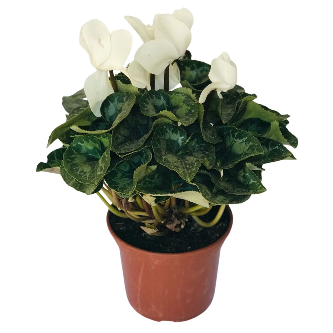 Cyclame Ciclame-da-Pérsia Cyclamen Persicum Pote 14 - Imagem 7