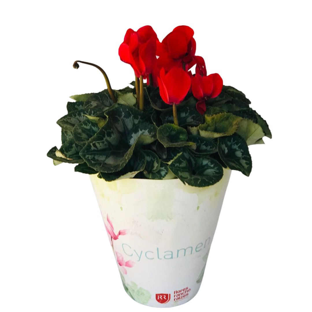 Cyclame Ciclame-da-Pérsia Cyclamen Persicum Pote 14 - Imagem 6