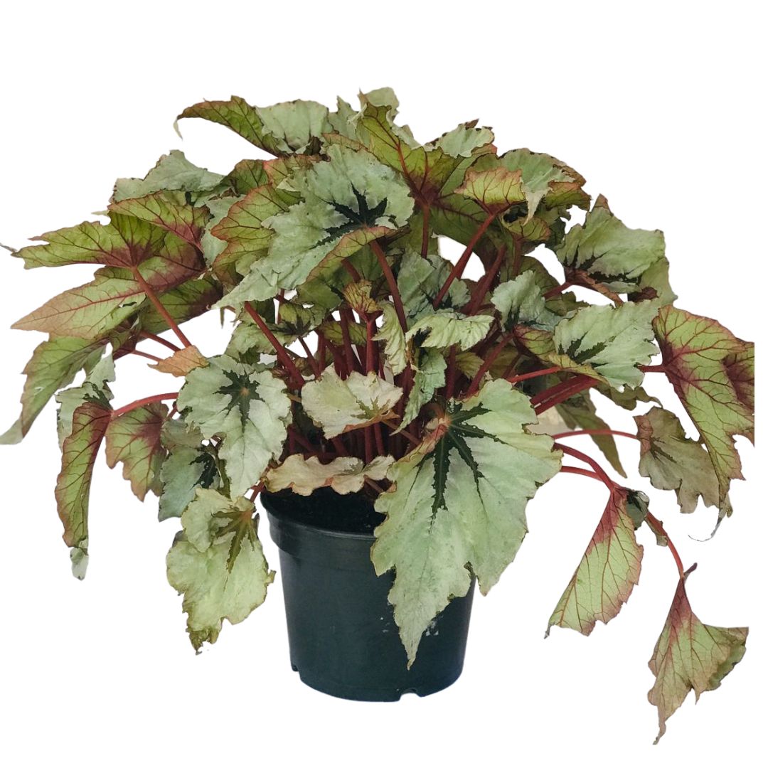 Begonia Rex (Begonia rex) Cores Diversas Pote 15 - Imagem 2