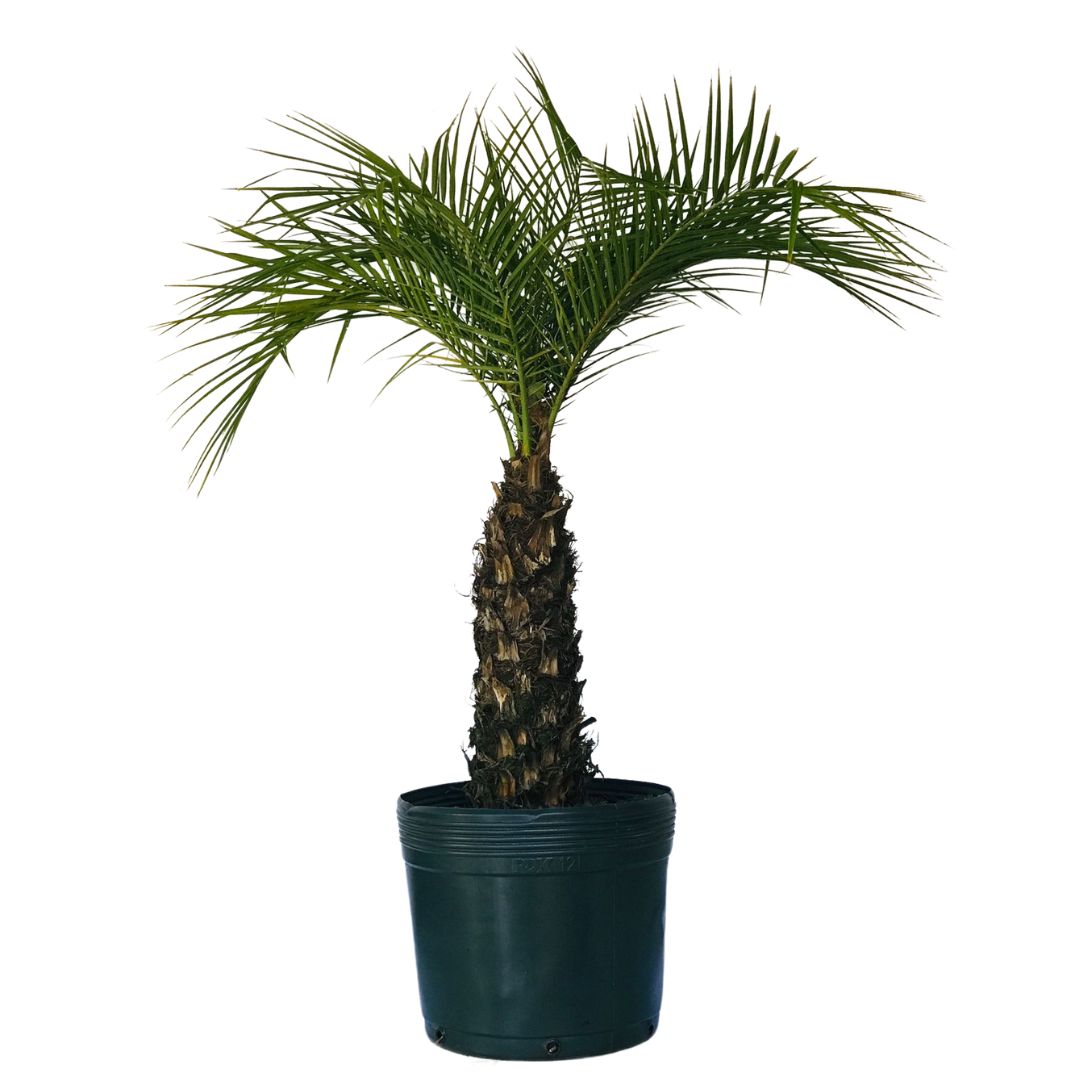 Palmeira Fênix - Tamareira Anã - Phoenix roebelenii - 70cm - Imagem 3