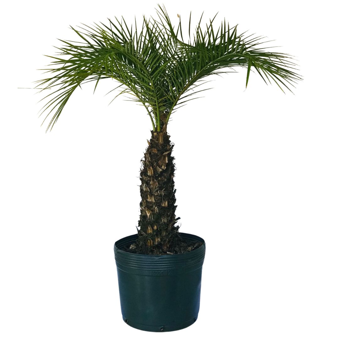 Palmeira Fênix - Tamareira Anã - Phoenix roebelenii - 70cm