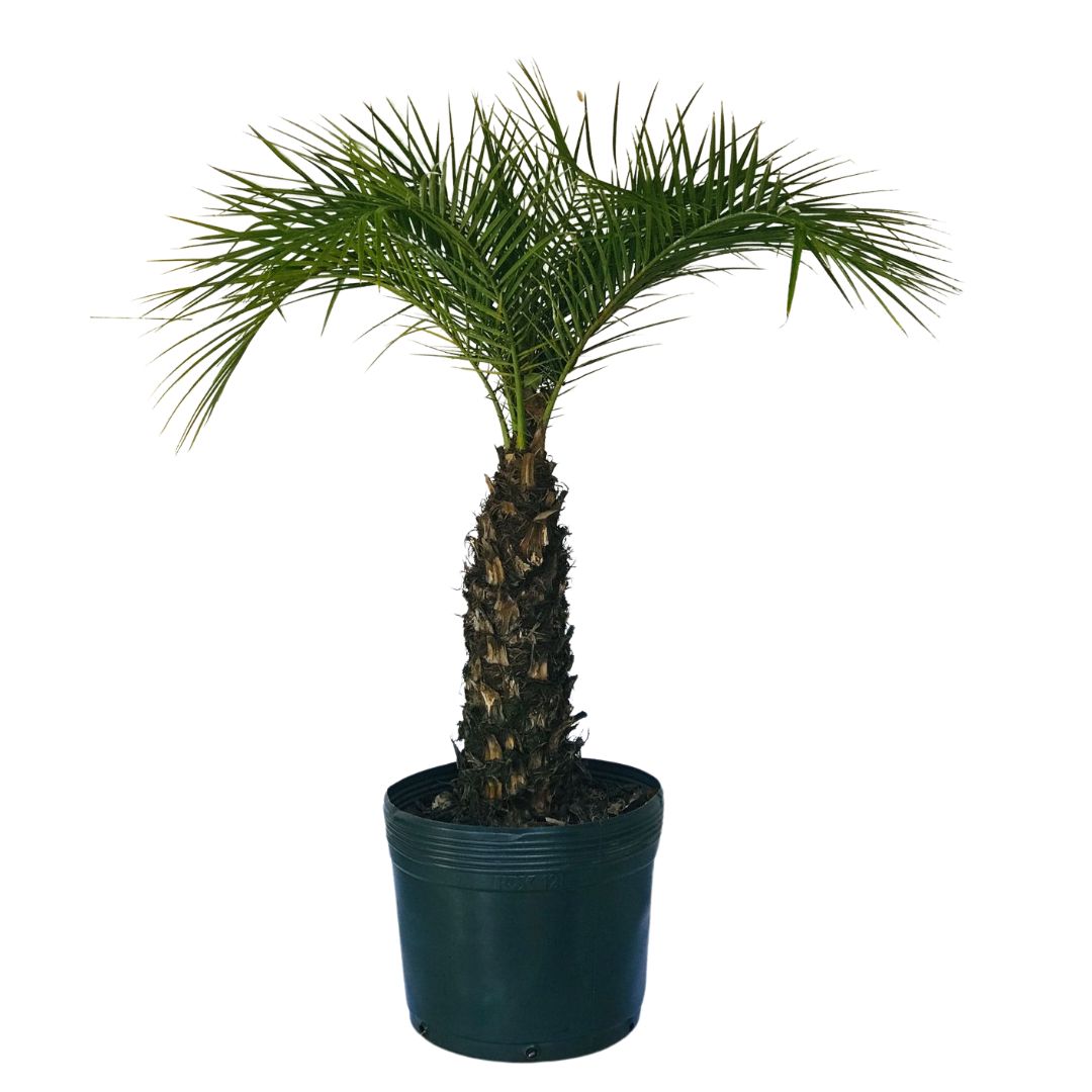 Palmeira Fênix - Tamareira Anã - Phoenix roebelenii - 70cm - Imagem 2