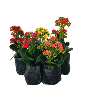 5 Mudas Kalanchoe Blossfeldiana Flor Da Fortuna No Saquinho