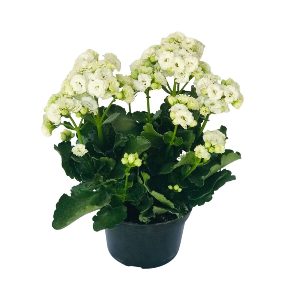 Flor Kalanchoe blossfeldiana Dobrado flor-da-fortuna Pote 15