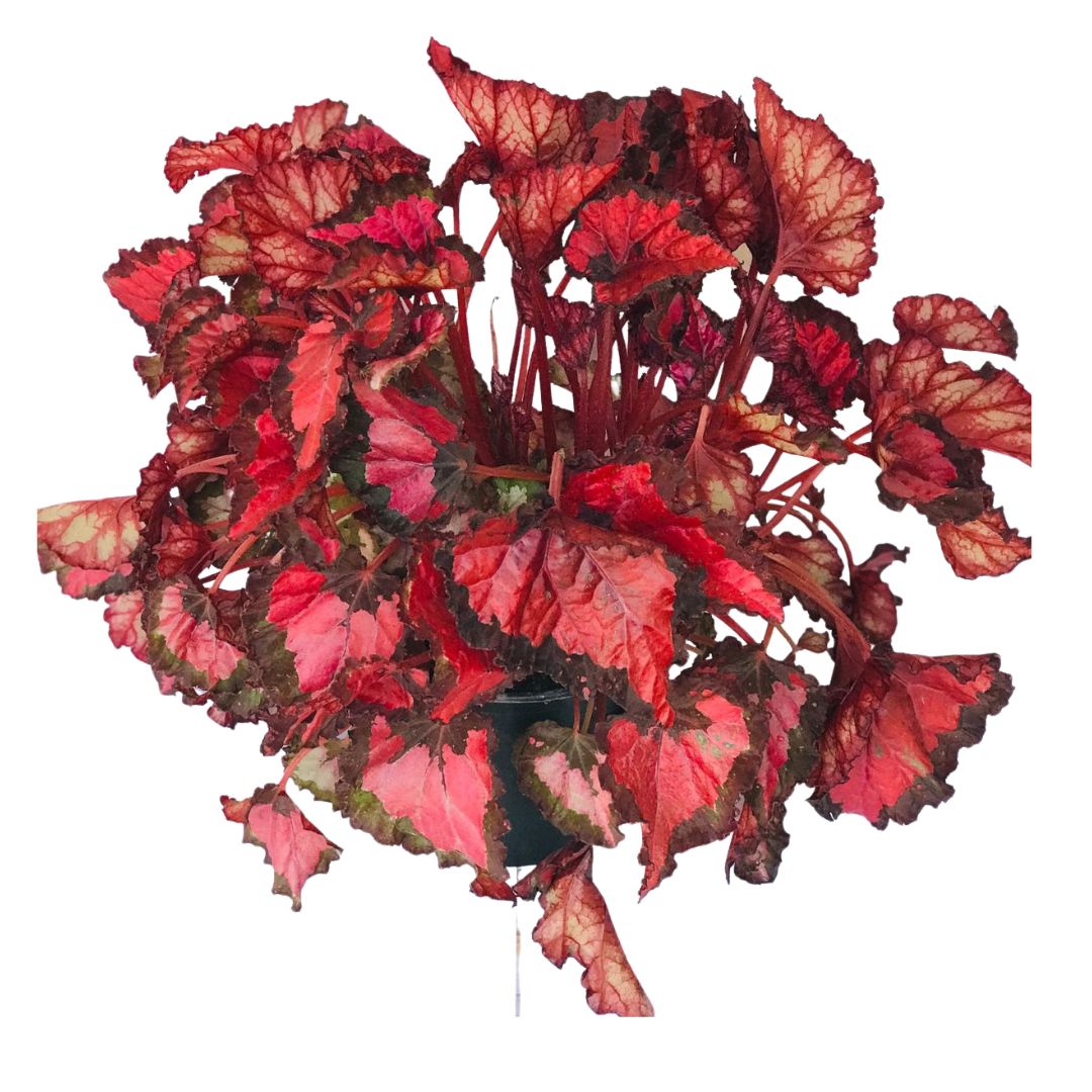 Begonia Rex (Begonia rex) Cores Diversas Pote 15 - Imagem 5