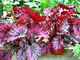 Begonia Rex (Begonia rex) Cores Diversas Pote 15 - Imagem 4