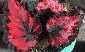 Begonia Rex (Begonia rex) Cores Diversas Pote 15 - Imagem 3